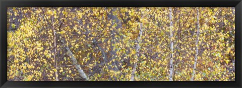 Framed Tree Panorama III Print