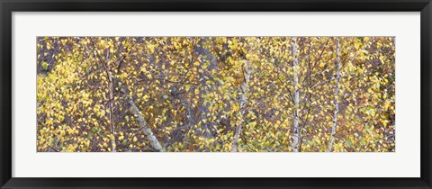 Framed Tree Panorama III Print