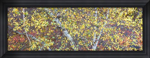 Framed Tree Panorama IV Print