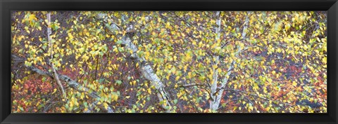 Framed Tree Panorama IV Print