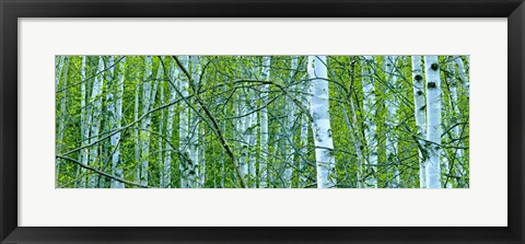 Framed Tree Panorama V Print