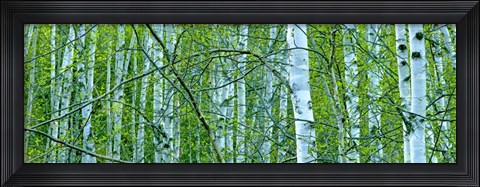 Framed Tree Panorama V Print