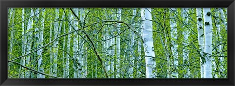 Framed Tree Panorama V Print