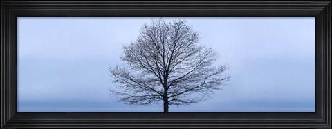 Framed Tree Panorama VI Print