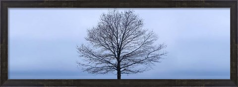 Framed Tree Panorama VI Print
