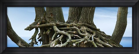 Framed Tree Panorama VII Print