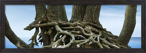 Framed Tree Panorama VII Print