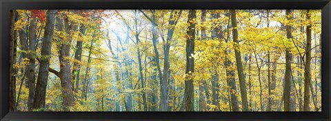 Framed Tree Panorama VIII Print