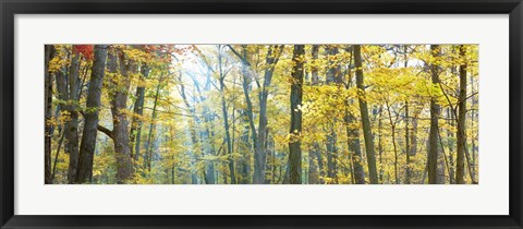 Framed Tree Panorama VIII Print