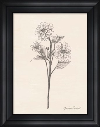 Framed Garden Zinnias I Print