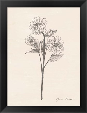 Framed Garden Zinnias I Print