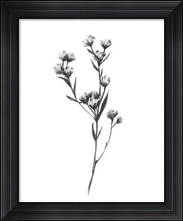 Framed Wild Thistle I Print