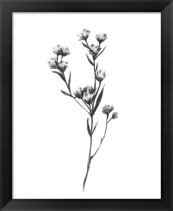 Framed Wild Thistle I Print