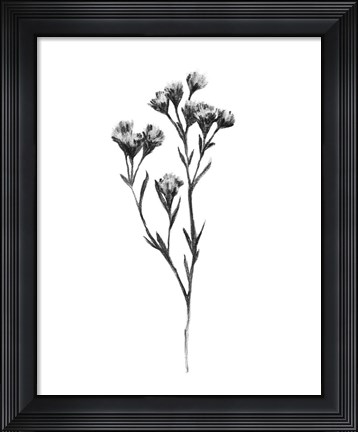Framed Wild Thistle II Print