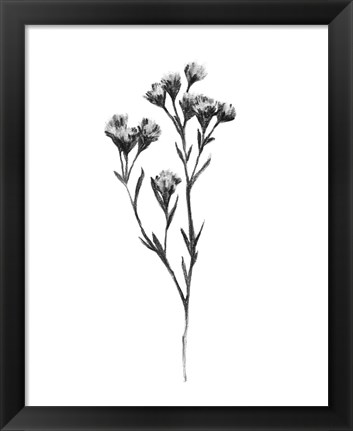 Framed Wild Thistle II Print