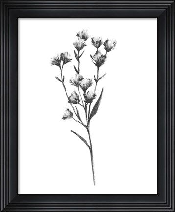 Framed Wild Thistle III Print