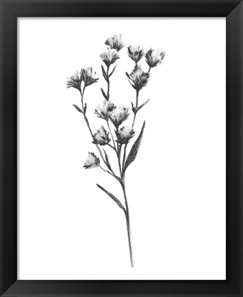 Framed Wild Thistle III Print