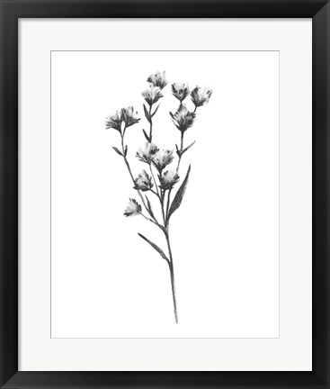 Framed Wild Thistle III Print