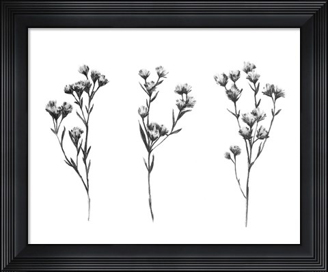 Framed Wild Thistle IV Print