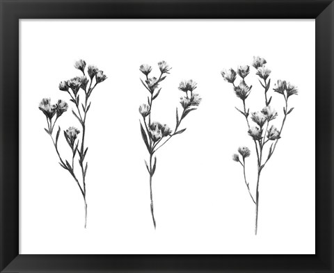 Framed Wild Thistle IV Print