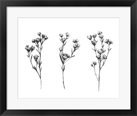 Framed Wild Thistle IV Print