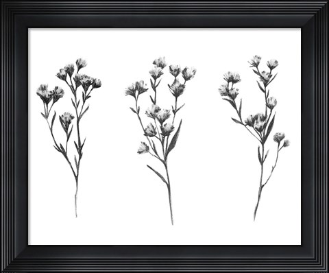 Framed Wild Thistle V Print