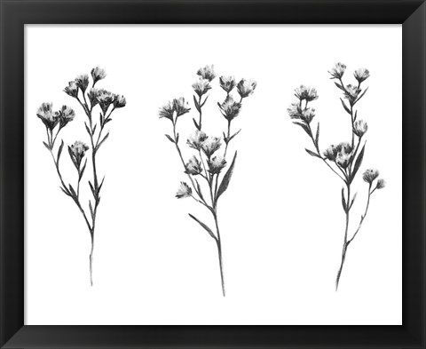 Framed Wild Thistle V Print