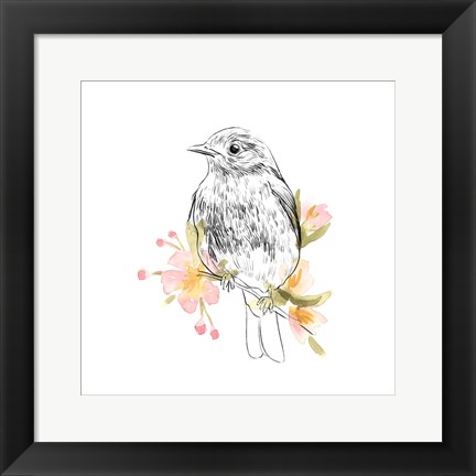 Framed Robin Sketch II Print