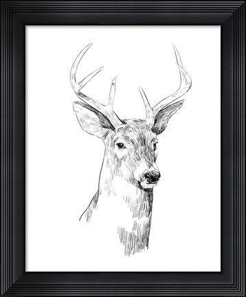 Framed Young Buck Sketch I Print