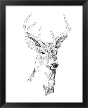 Framed Young Buck Sketch I Print