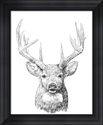 Framed Young Buck Sketch II Print