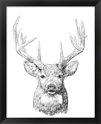 Framed Young Buck Sketch II Print