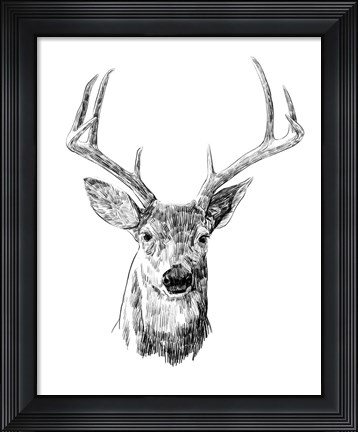 Framed Young Buck Sketch III Print