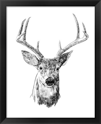 Framed Young Buck Sketch III Print