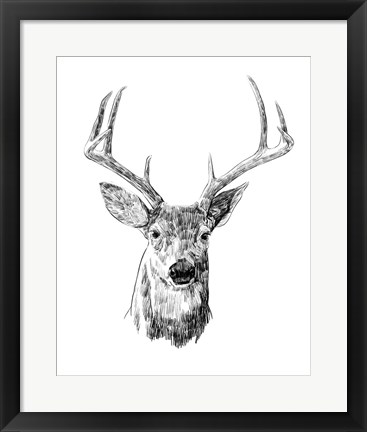 Framed Young Buck Sketch III Print