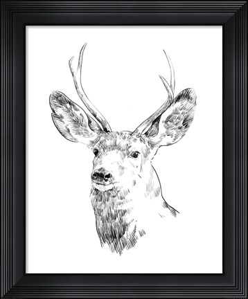 Framed Young Buck Sketch IV Print