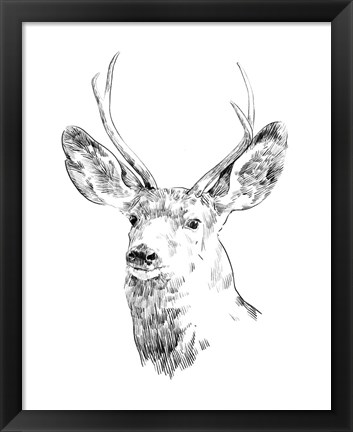 Framed Young Buck Sketch IV Print