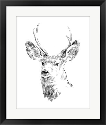 Framed Young Buck Sketch IV Print