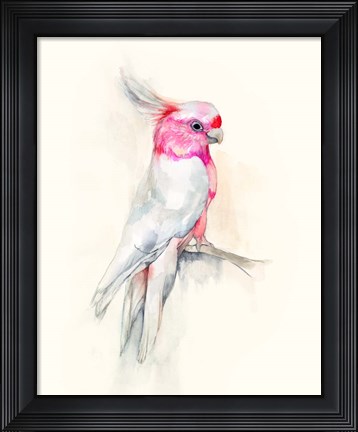 Framed Opera Cockatoo I Print