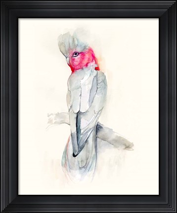 Framed Opera Cockatoo II Print