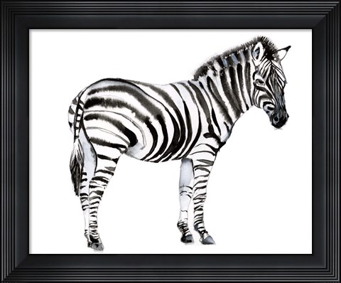 Framed Standing Zebra I Print