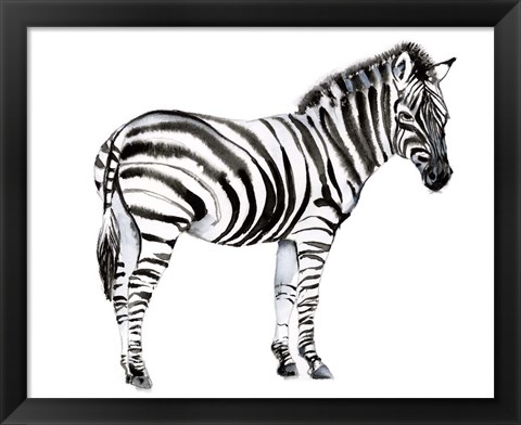 Framed Standing Zebra I Print