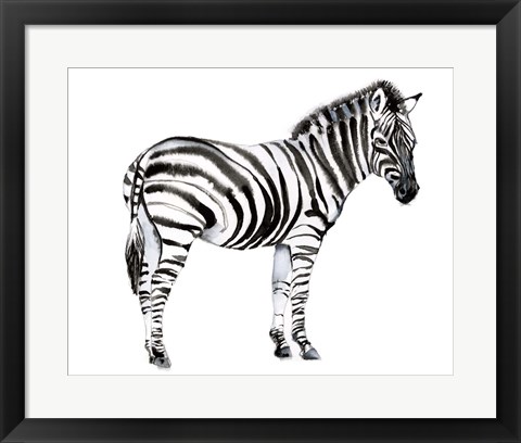 Framed Standing Zebra I Print