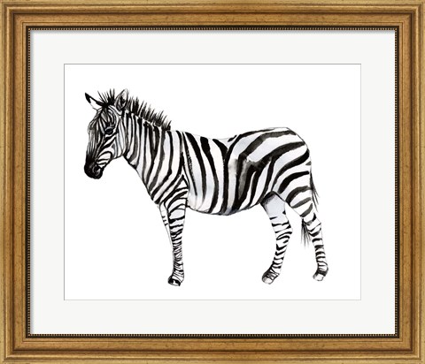 Framed Standing Zebra II Print