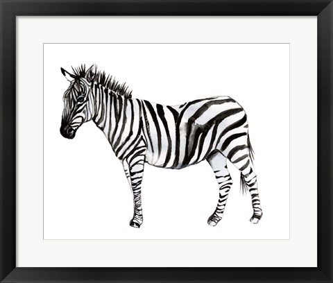 Framed Standing Zebra II Print