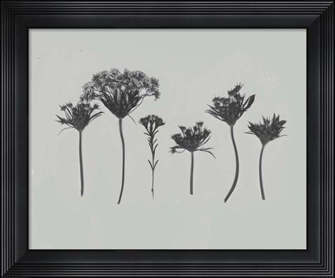 Framed Wildflower Memory I Print