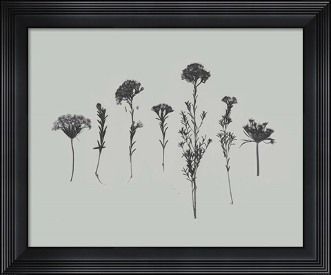 Framed Wildflower Memory II Print