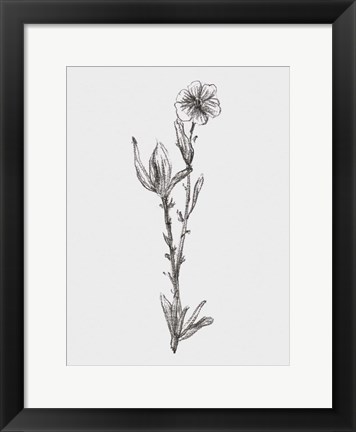 Framed Stem Still Life I Print