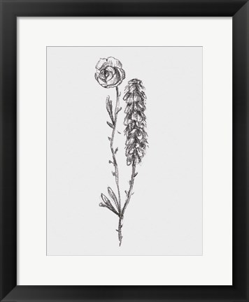 Framed Stem Still Life II Print