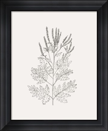 Framed Wild Foliage Sketch II Print